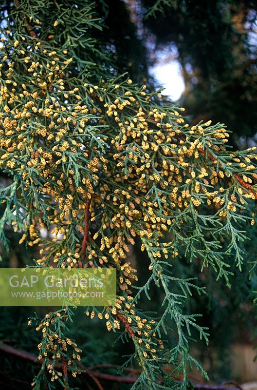 Cupressus lusitanica 'Glauca Pendula' - Cedar of Goa, Mexican cypress. 

