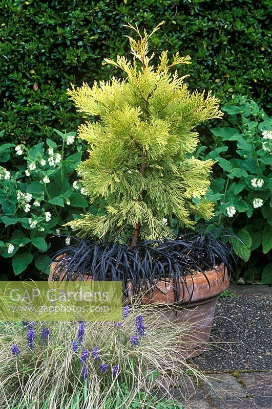 Pot with Calocedrus decurrens 'Berrima Gold' - Incense cedar with Ophiopogon planiscapus Nigrescens - Snake's beard 