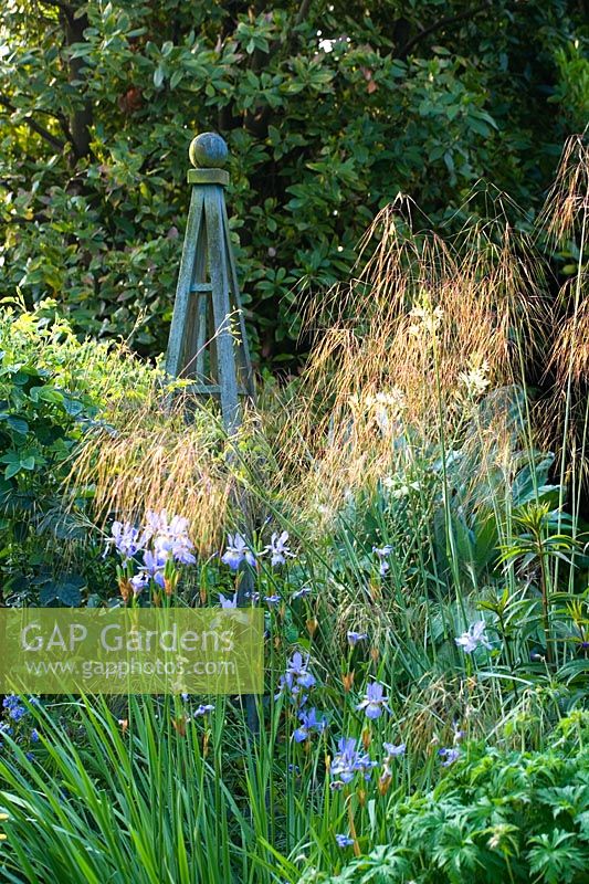Iris sibirica 'Papillon' and Stipa gigantea (Oat Grass)
