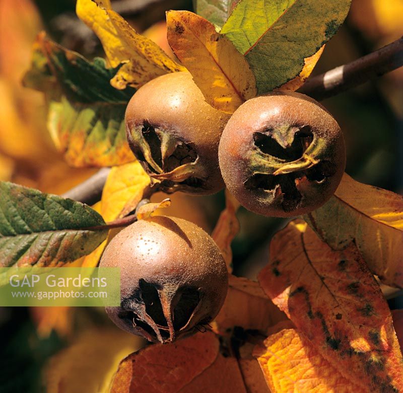 Mespilus germanica - Medler showing the edible fruits and autumn foliage.