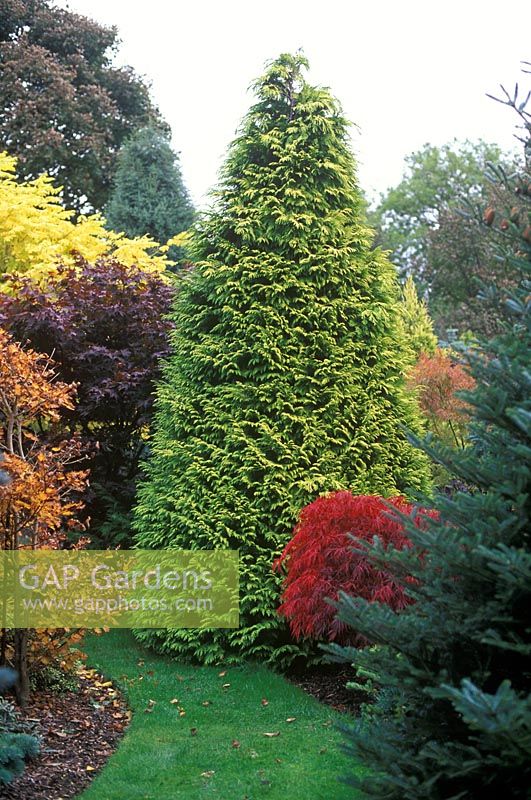 Chamaecyparis lawsoniana 'Lanei Aurea' - False cypress in conifer border