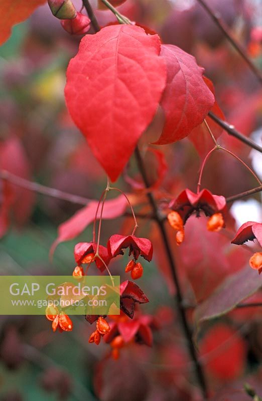 Euonymus planipes - Spindle Tree with fruit in September