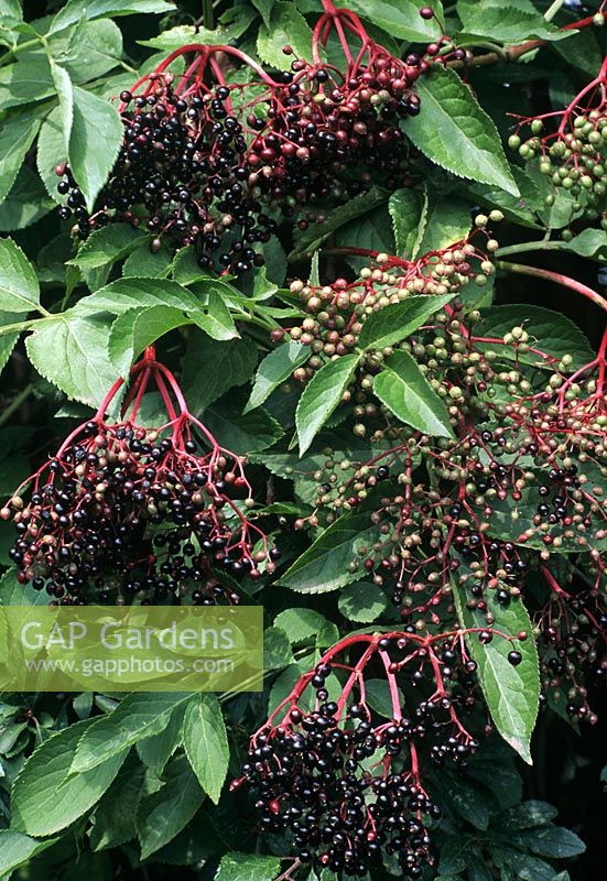Sambucus nigra - Elderberries