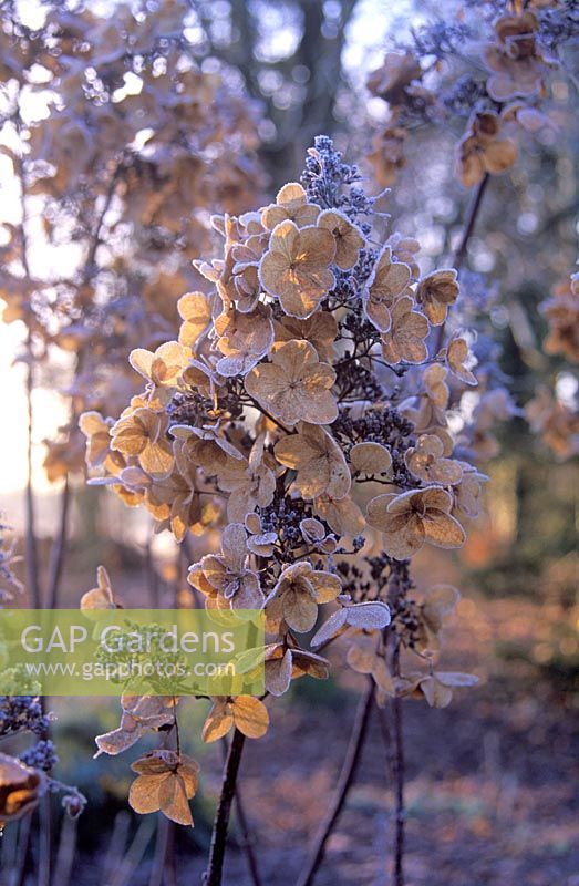 Hydrangea paniculata 'Unique' - Frosted flower head in January 