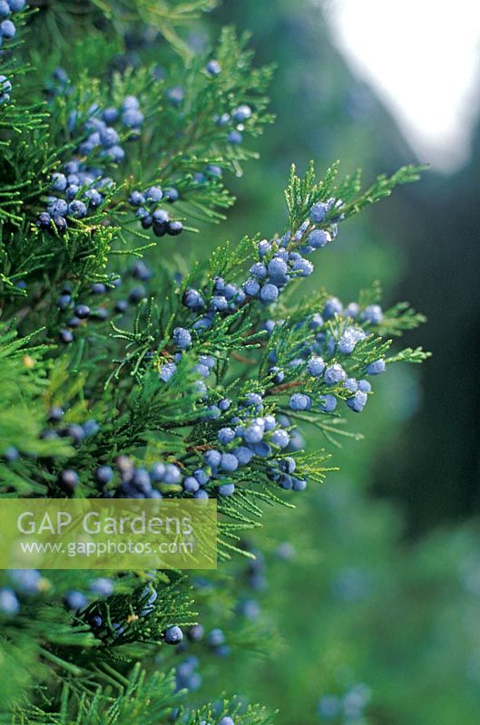Juniperus virginiana 'Greenspire' with blue berries - Juniper