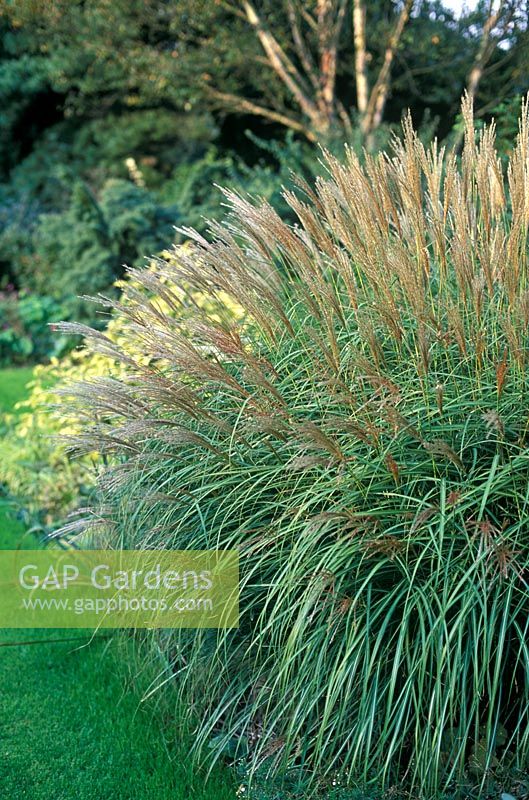 Miscanthus sinensis 'Adagio' - Chinese silver grass in October