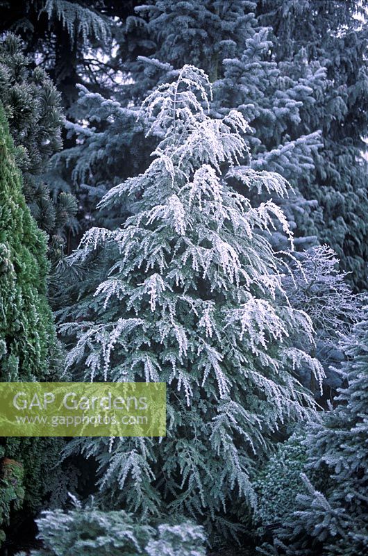 Tsuga canadensis 'Dwarf Whitetip' - covered with hoar frost in border.