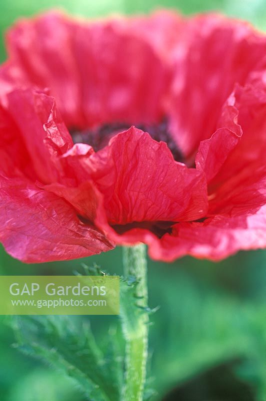 Papaver 'Medallian' - Opening poppy sequence 5 - Close up of opened flower