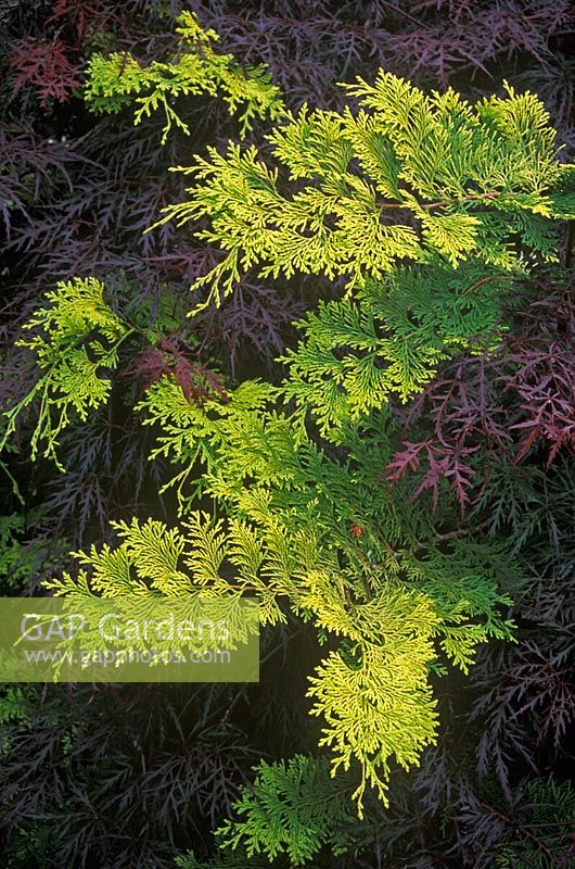 Chamaecyparis obtusa 'Criprsii' Close up of conifer with yellow foliage with deep red foliage of Acer palmatum 'Dissectum' 