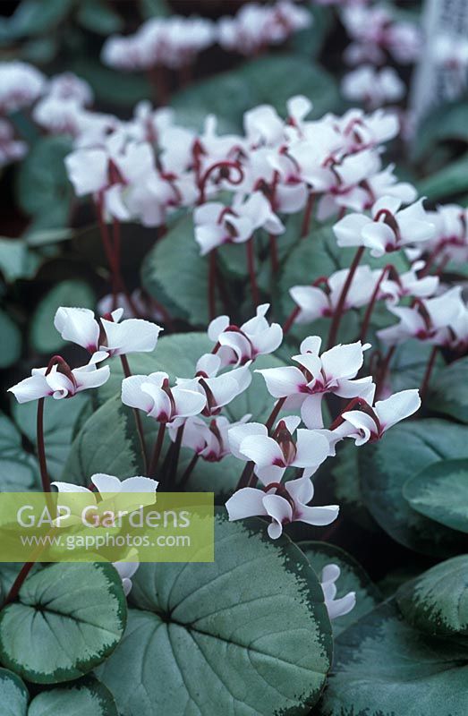 Cyclamen coum Pewter Group Maurice Dryden - Sowbread 