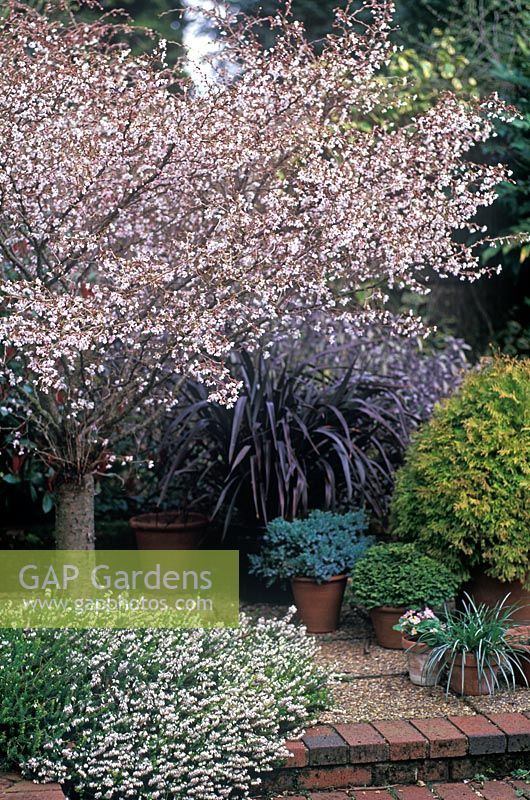 Prunus incisa 'Kojo No Mai' - in blossom in border with Erica carnea 'Springwood White' beneath at Foggy Bottom Garden, Bressingham
