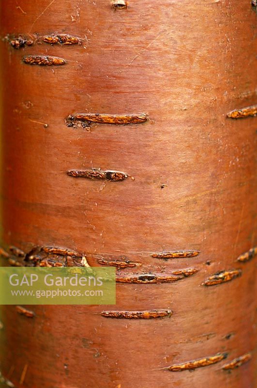 Prunus maackii - Close up of bark