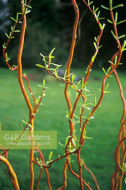 Salix erythroflexuosa - Willow with new leaves on twisted stems  