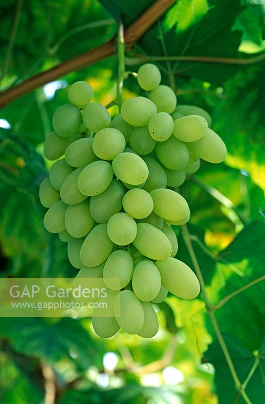 Vitis vinifera 'Rish Baba' - Common grape vine