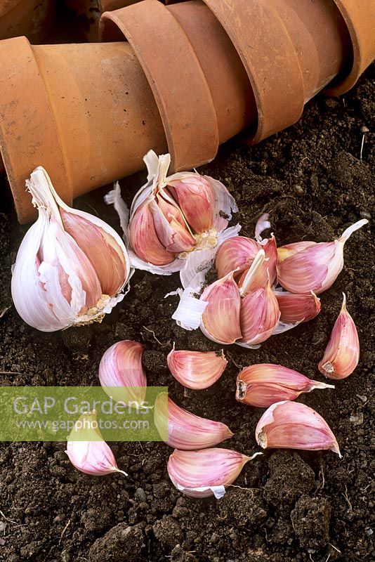 Allium sativum - Garlic ready for planting 