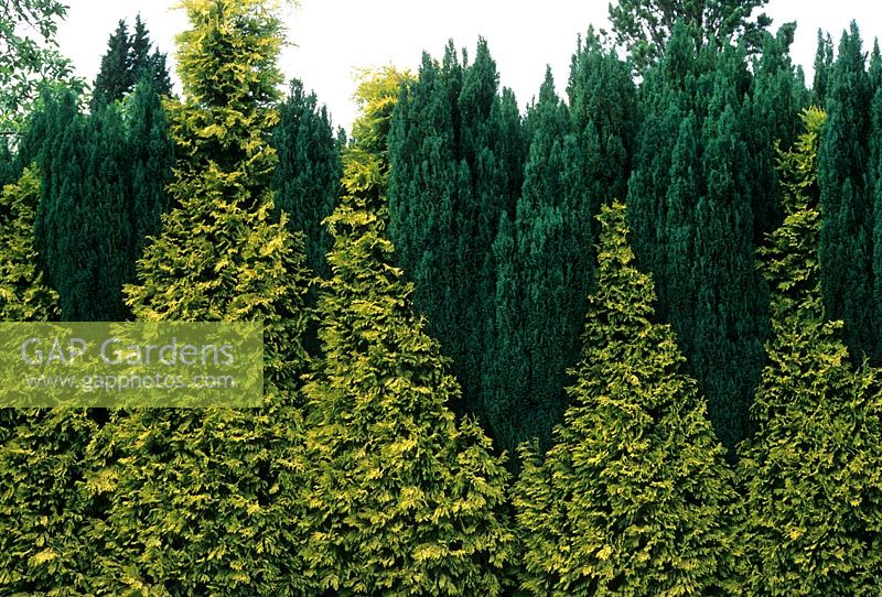 Mixed conifer hedge of golden Leylandii and Juniperus - Ingwersens Nursery, Sussex 
