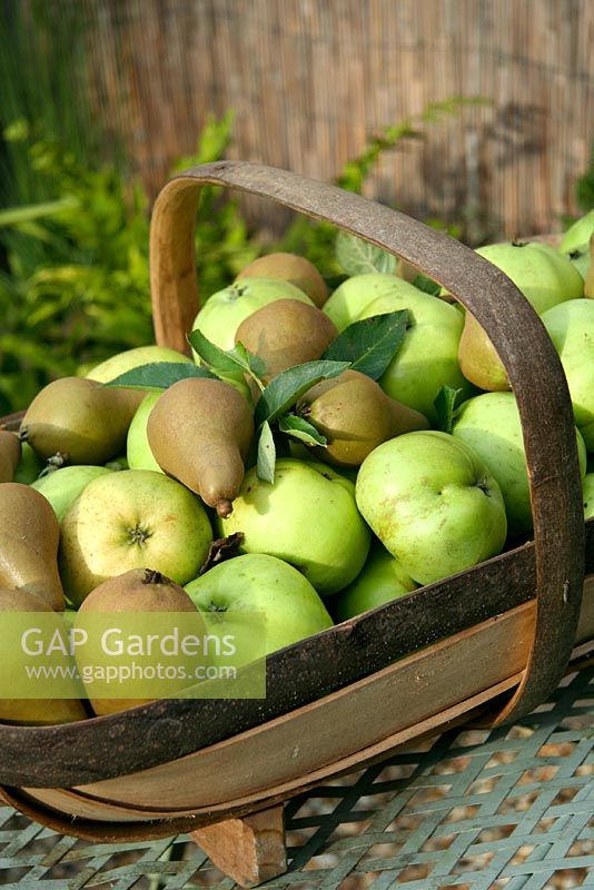 Wooden trug of Pears and Grenadier Apples
