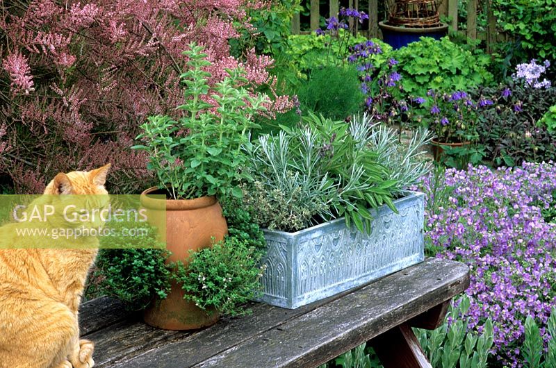 Cottage garden with herbs in pots including - curry plant, thyme and sage. Ginger cat sitting on table