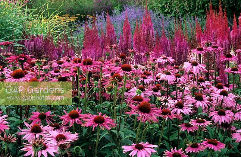 Millenium Garden, Norfolk. Pensthorpe, Echinacea purpurea 'Rubinstern' and Astilbe 'Purpurlanze'