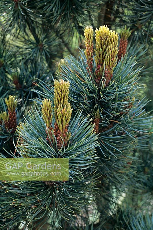 Pinus cembra Pigmeae - new leaf growth