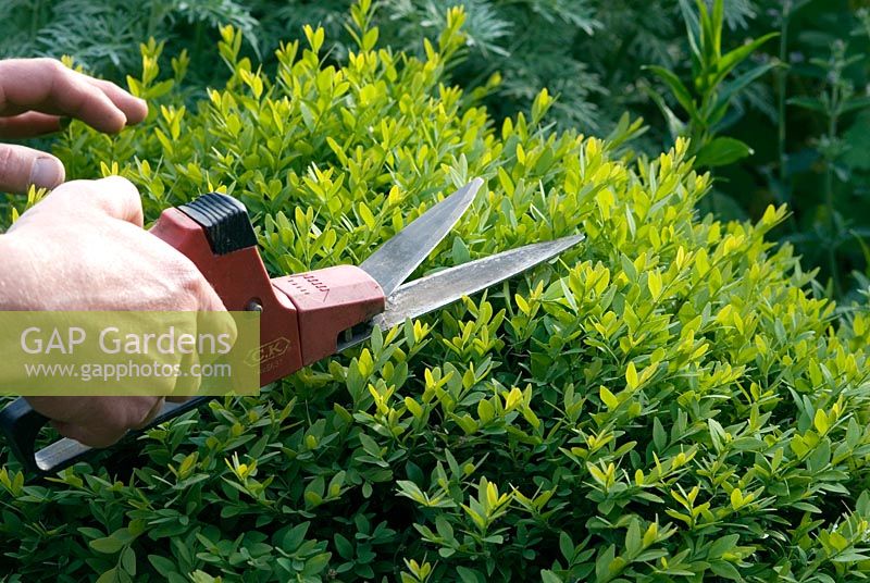 Pruning Buxus sempervirens ball topiary, clipping the ball back into shape with single-handed shears