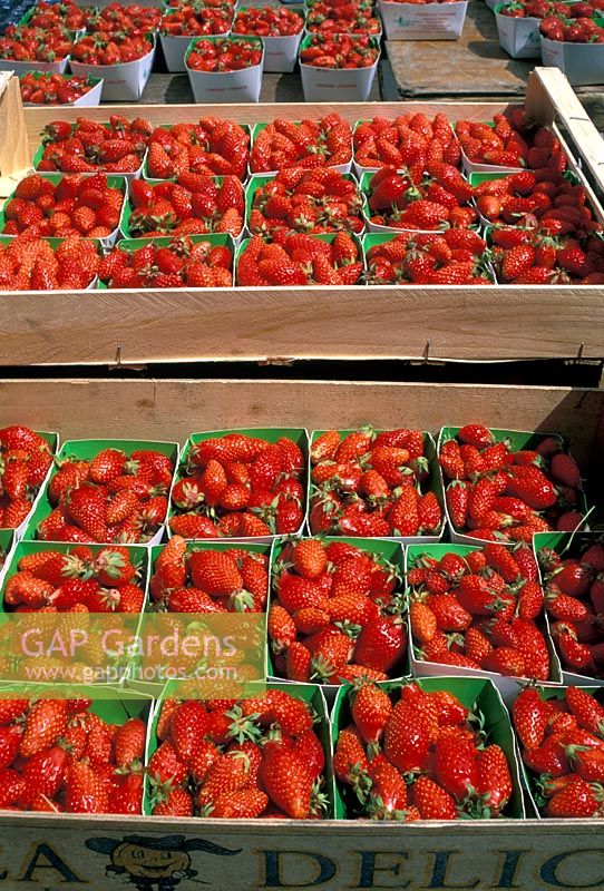 Punnets of Strawberries in a market in Tours, France