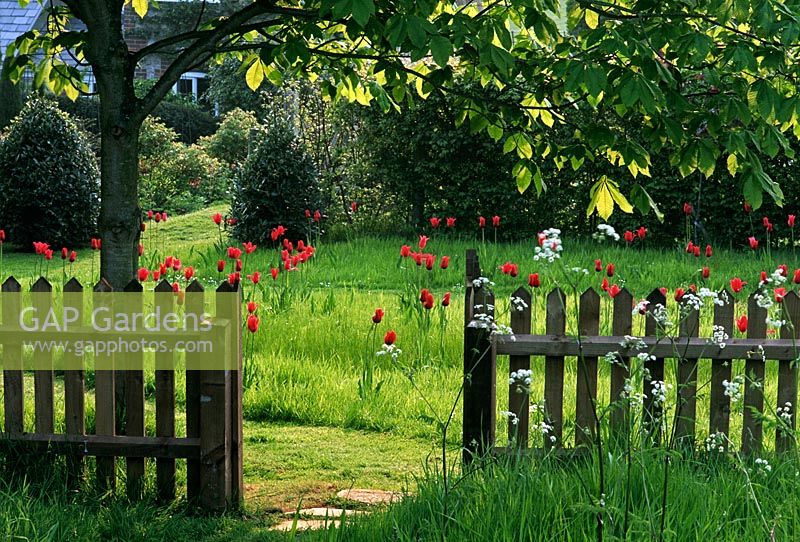 View to Tulipa 'Red Shine' in long grass through picket fence and gate