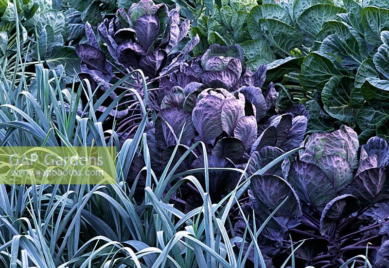 Leek 'Longbow', Brussels Sprout 'Rubine Red' and Icarus