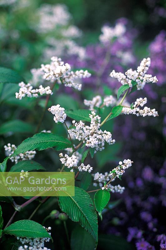 Persicaria campanulata 'Southcombe White' 