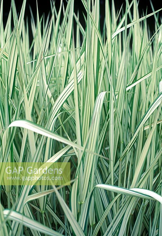 Phalaris arundinacea var picta 'Feesey' - Reed canary-grass