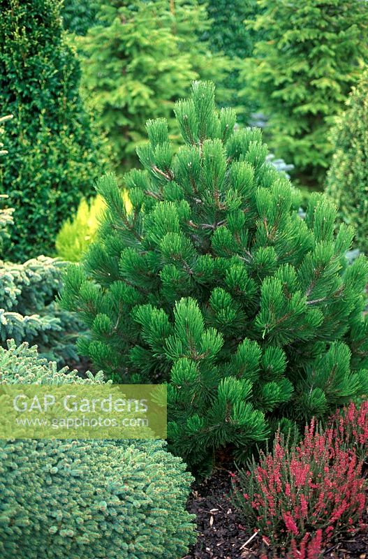 Pinus heldreichii Comapct Gem - Syn Pinus leucodermis Compact Gem in border