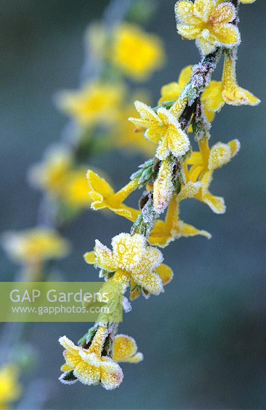 Jasminum nudiflorum in frost - Winter jasmin
