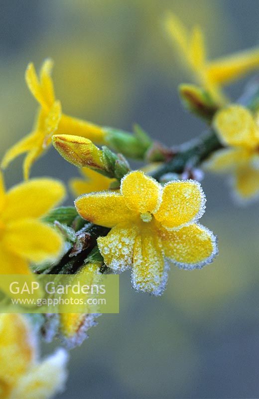Jasminum nudiflorum - Winter Jasmine with frost