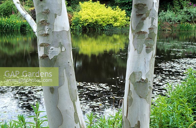 Eucalyptus pauciflora subsp. niphophila - Alpine Snow Gum tree with decorative bark by lake at The Dingle.
