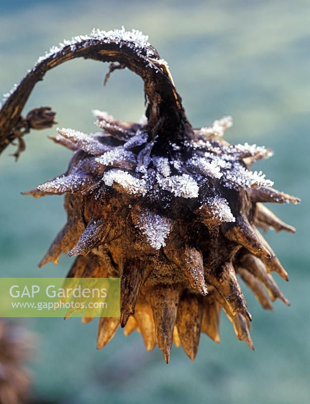 Cynara cardunculus - frosted cardoon seedhead