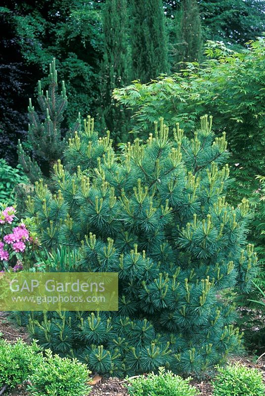 Pinus strobus 'Nana Group' - Deal pine with blue foliage in border