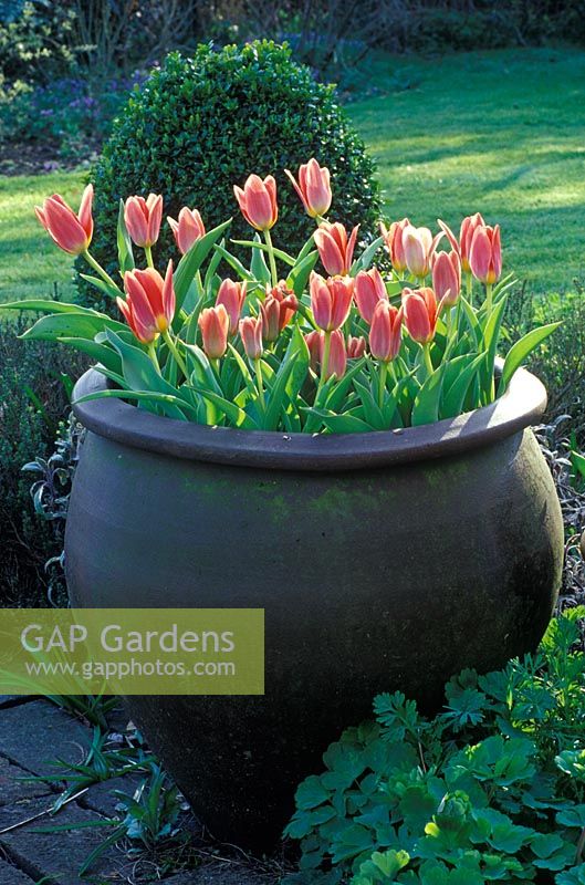 Tulipa kaufmanniana in large pot on patio 