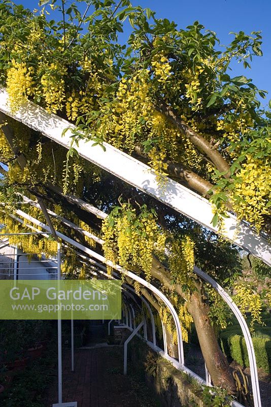Laburnum anagyroides syn. L. vulgare growing over arch