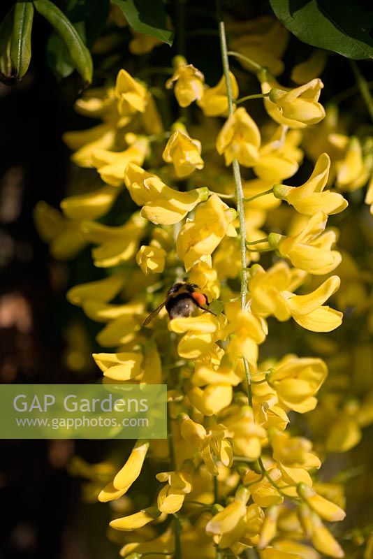 Laburnum anagyroides syn. L. vulgare - Raceme in close-up with bee