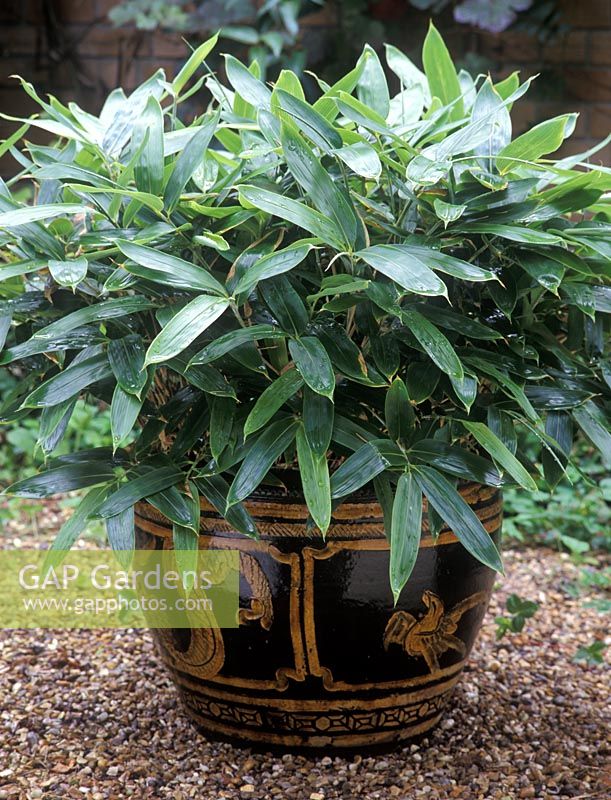 Sasa veitchii - Bamboo in decorated pot