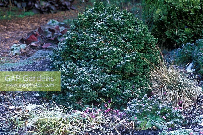 Tsuga canadensis 'Minuta' - Compact Tsuga with dark green foliage and frost in border