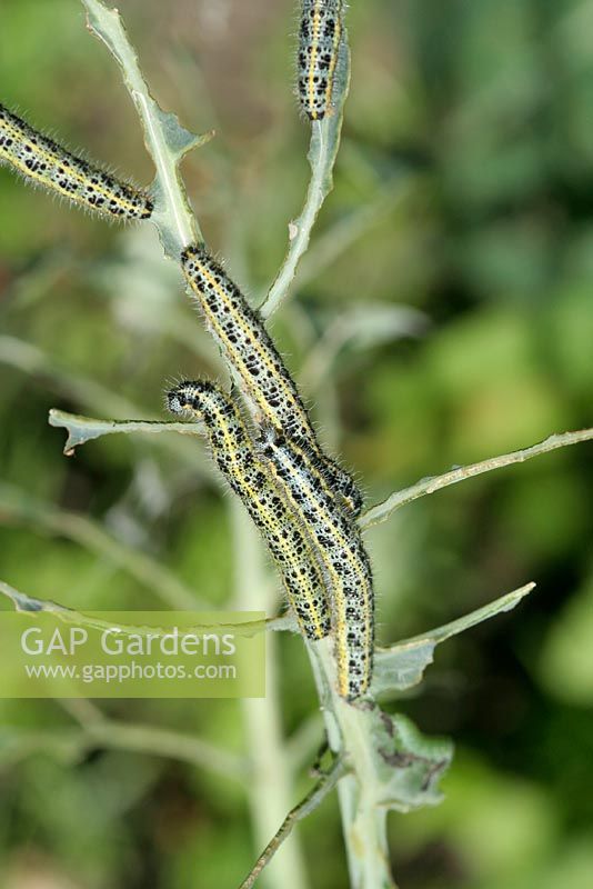 Cabbage white caterpillars stripping bare a brussels sprout plant