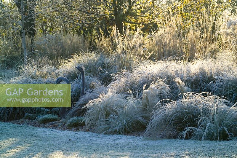Low sunlight highlighting the grasses border on a frosty morning in winter. Bronze swan sculptures. Grasses include Stipa tenuissima, Stipa arundinacea, Carex testacea, Calamagrostis x acutiflora 'Karl Foerster' and Pennisetum alopecuroides 'Hameln'. 