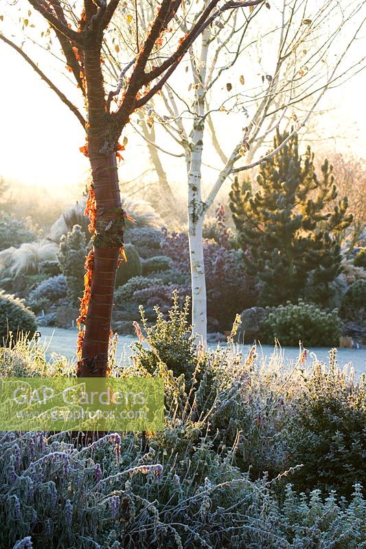 Dawn on a frosty winter's morning in John Massey's garden with the bark of Prunus serrula (Cherry) and Betula utilis var. jacquemontii (Silver birch) in the foreground