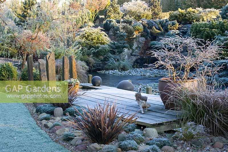 The frozen pond and deck on a frosty winter's morning. Container of Prunus incisa 'Kojo-no-mai', wooden duck ornaments and slate posts. Conifers on rock garden beyond. 