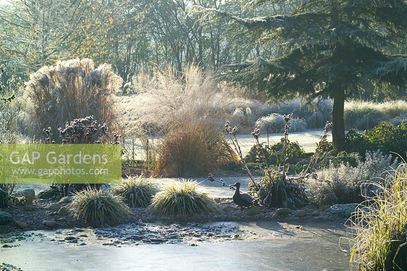 View over the frozen pond on a frosty morning in winter. Eryngium seedheads, backlit grasses and an ornamental duck. 
