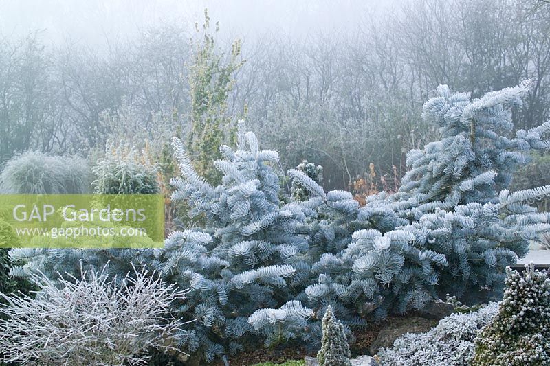 Abies concolor 'Violacea' - Silver fir in winter. Pruned to encourage spreading habit 