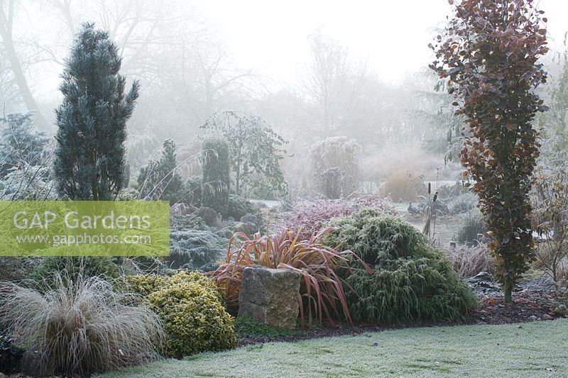 A cold foggy morning by the pond in John Massey's garden. The columnar shape of Fagus sylvatica 'Dawyck' (Beech) on the right. Phormium 'Jester' with conifers and grasses