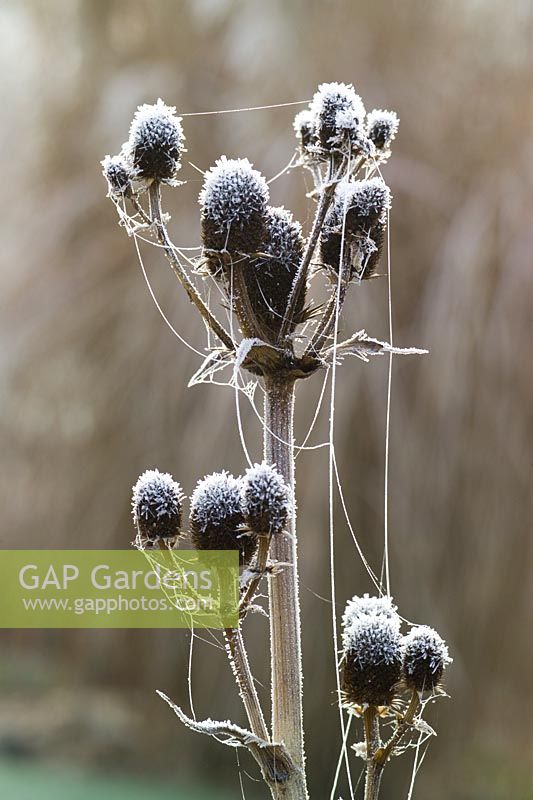 Hoar frost and cobwebs on the seedheads of Eryngium agavifolium