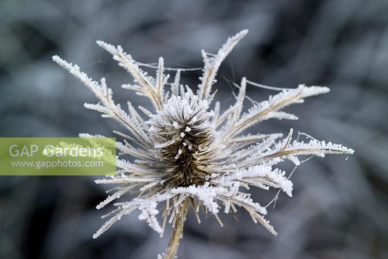 Hoar frost on the seedhead of Eryngium x oliverianum